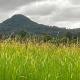 Casual comfort in Byron Shire, Mullumbimby (foto 2)