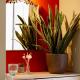 DODI GREEN apartment, Arad (foto 7)