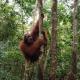 Jungle Trekking & Jungle Tour only stay here if you are and you must booking jungle trekking with us, Bukit Lawang (foto 6)
