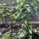 Homestay - HO CHI MINH CITY - Quận 2 - An phú - p1, Ho-Chi-Minh-Stadt (Foto 8)