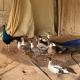 Vanstay glamping in a 25 acre farm, Al Ḩamrānīyah (fotografie 7)