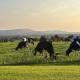 The Cows Field, Nenagh (fotografie 2)