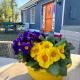 Blueberry Tiny Home, Kilmurry McMahon