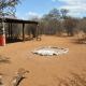 Bush Babies Camp, Cambridge (foto 6)