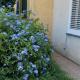 Plumbago, Torre del Lago Puccini - Fotografie 3