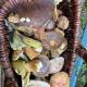 Penzion Neptun, Trzeboń (zdjęcie 2)