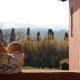 Apartment with large garden and pool on the hills of Pisa, Ghizzano (photo 9)