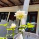 Soorya Inn Ella, Ella (foto 5)