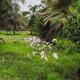 Mango Kerala Homes, Kumarakom (Foto 6)