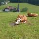 Outdoor & Relax Blackforest, Neukirch (fotografie 6)