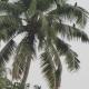 Backwater Breeze, Kumarakom (photo 2)