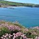 Finest Retreats - Sea Thrift at Widemouth Bay, Widemouth Bay - Fotografie 5
