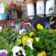 les pivoines, Cosges (foto 2)