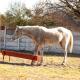 Goba Lodge & Rest Camp, Gobabis (foto 7)