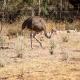 Goba Lodge & Rest Camp, Gobabis (foto 9)