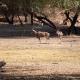 Goba Lodge & Rest Camp, Gobabis (foto 6)