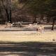 Goba Lodge & Rest Camp, Gobabis (foto 8)