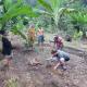 Rinte Green Village & Bukit Lawang Jungle Trekking, Bukit Lawang (fotografie 8)
