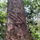Rinte Green Village & Bukit Lawang Jungle Trekking, Bukit Lawang (fotografie 4)