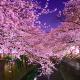 Meguro Sakura House close to Shibuya, Tokio - Fotografie 9