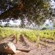 Villa on 5 Acre Vineyard Equestrian Estate, Pool & Hot tub, Events, Murrieta (fotografie 10)