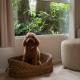 't Veluws Nest - Knus Chalet Veluwe - Hoenderloo, Honden welkom, Hoenderloo (fotografie 9)