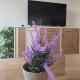 Apartman LAVANDA, Teslić (fotografie 3)
