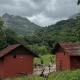 Jungle Homes