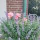 Heide Smile, Apartment, Schneverdingen (foto 3)