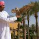 Aldhafra Desert Resort, Vignette Collection by IHG, Madīnat Zāyid (photo 7)