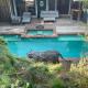 Laurel Canyon Sanctuary with Pool and Spa, Los Angeles - Foto 5