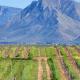 Hermanus - Escape Wines - House on Wine & Protea farm Lake Marina - Fotografie 2