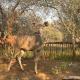 Kudu's Corner Marloth Park - Foto 3