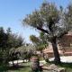 Villa Nigro, Laureana Cilento (foto 4)