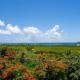 Las Croabas Ocean View Getaway, Jayuya (fotografie 6)
