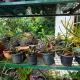 Hills Homestay, Kandy (fotografie 3)