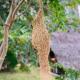 White Shine Hotel, Polonnaruwa (fotografie 7)