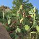 Cactus Bloom زهرة الصبار Taif - Foto 10