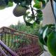 Rose Apartment with Garden & freeparking, Budapeszt - Zdjęcie 10