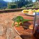 Apiculture museum & Accommodation, Lushoto (foto 6)