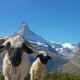 Pollux Family Apartment, Zermatt - Foto 4
