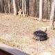 Romantic Log Cabin Accommodation with Private Jacuzzi near Huntington, West Virginia, Genoa (фото 6)