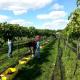 Charming Weekend Getaway Located on a Vineyard near Cleveland, Ohio, Shiltown (fotografie 8)