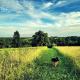 Cozy Tiny House on Working Farm, for Fun Glamping Trips in Kentucky, Owenton (photo 6)