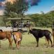 Sable Ranch Bush Lodge, Brits (photo 7)
