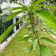 Upper Stone Bungalow, Dharga Town (foto 3)