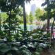 Agile bukit bintang by Travel Buddy, Kuala Lumpur - Fotografie 3