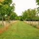 Wisteria Lodge - Stylish Countryside Lodge on 25-Acre Estate, Bekesbourne (fotografie 2)