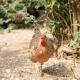 Wisteria Lodge - Stylish Countryside Lodge on 25-Acre Estate, Bekesbourne (fotografie 7)