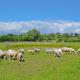 Apple Cottage - 27442, Sedlescombe (fotografie 10)